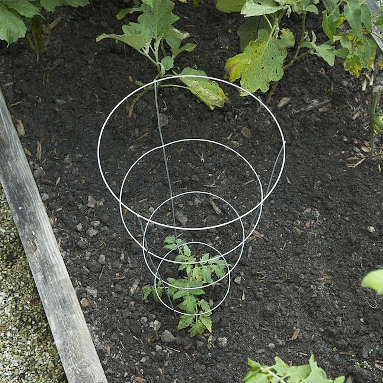 Glamos Plant Support, 12" X 42" - Billede 6