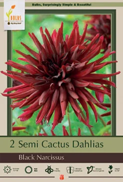 Dahlia Semi Cactus 'Black Narcissus', 2 Ct