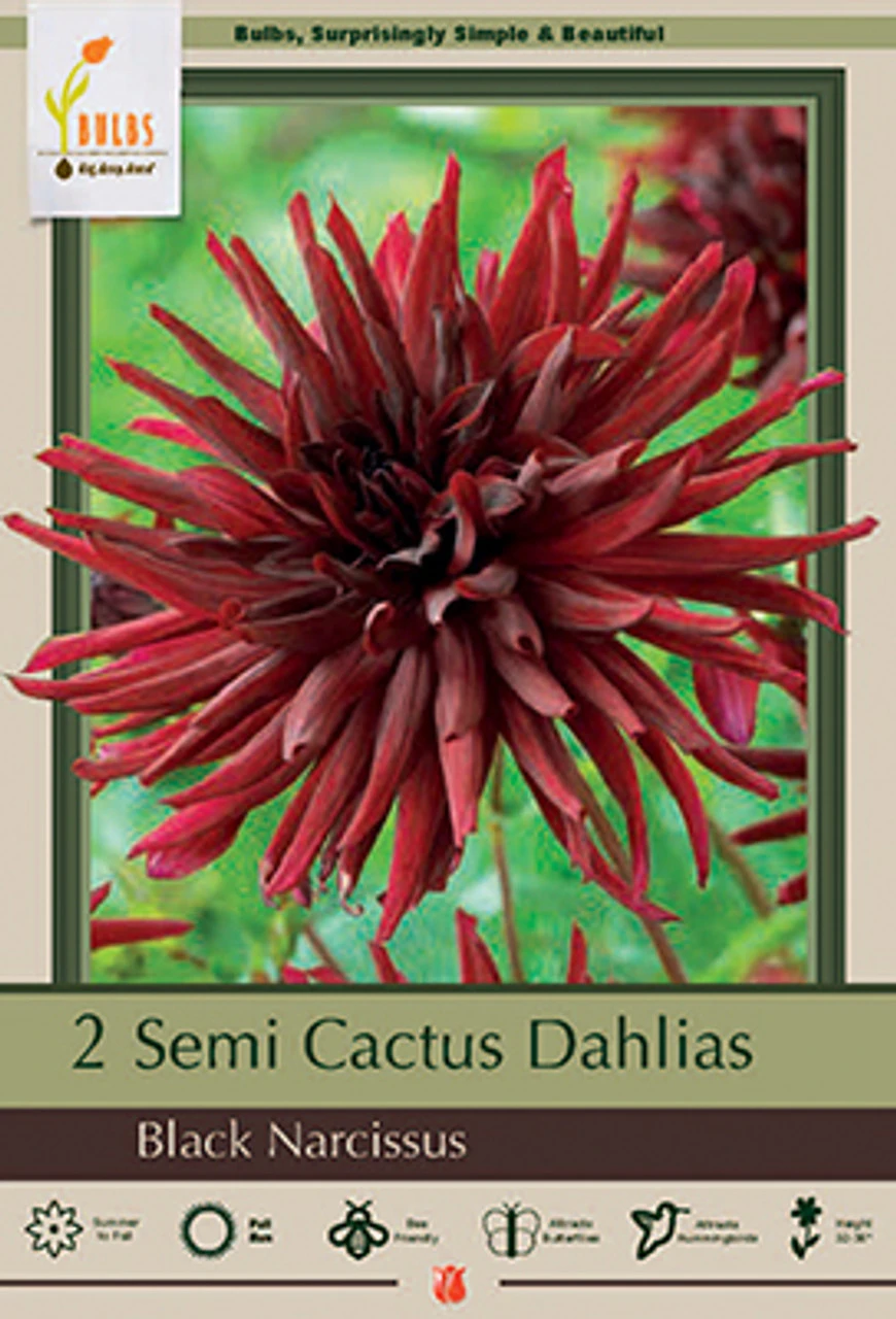Dahlia Semi Cactus 'Black Narcissus', 2 Ct