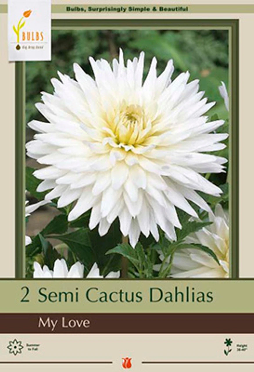 Dahlia Semi Cactus 'My Love', 2 Ct