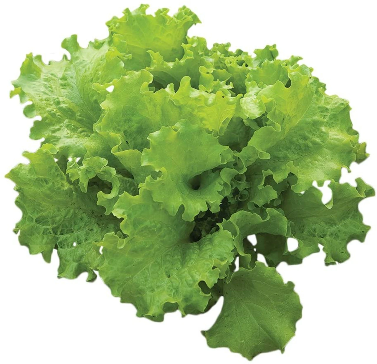 Burpee Lettuce Seed Tape, 15ft