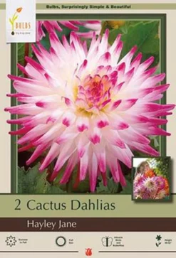 Dinner Plate Dahlia Cactus 'Hayley Jane'