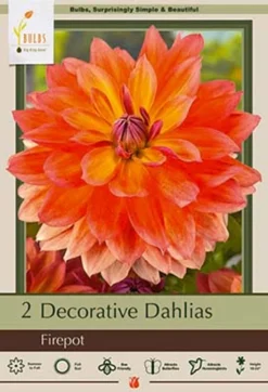 Dahlia Decorative 'Firepot', 2ct