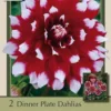 Dinner Plate Dahlia Decorative 'Mystery Day', 2ct
