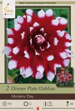 Dinner Plate Dahlia Decorative 'Mystery Day', 2ct