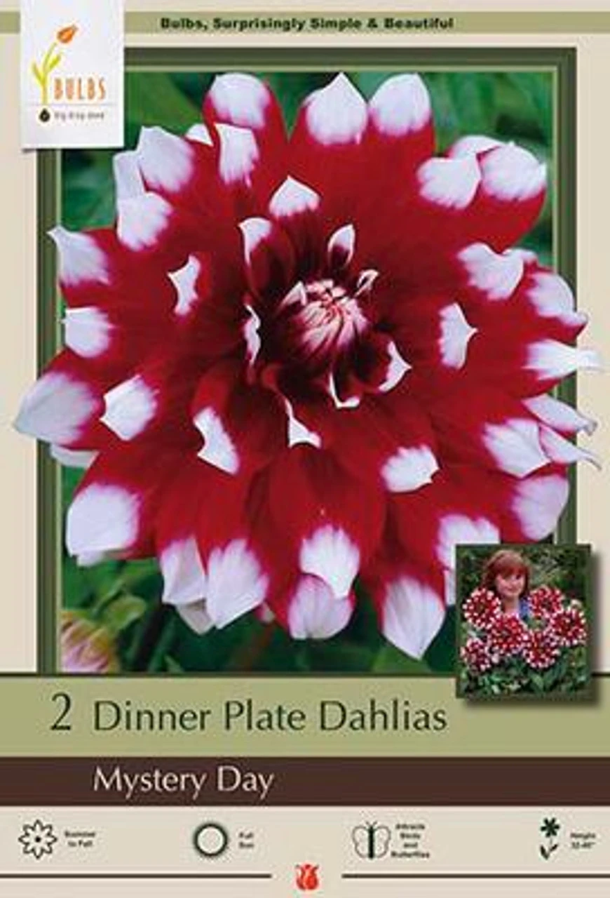 Dinner Plate Dahlia Decorative 'Mystery Day', 2ct