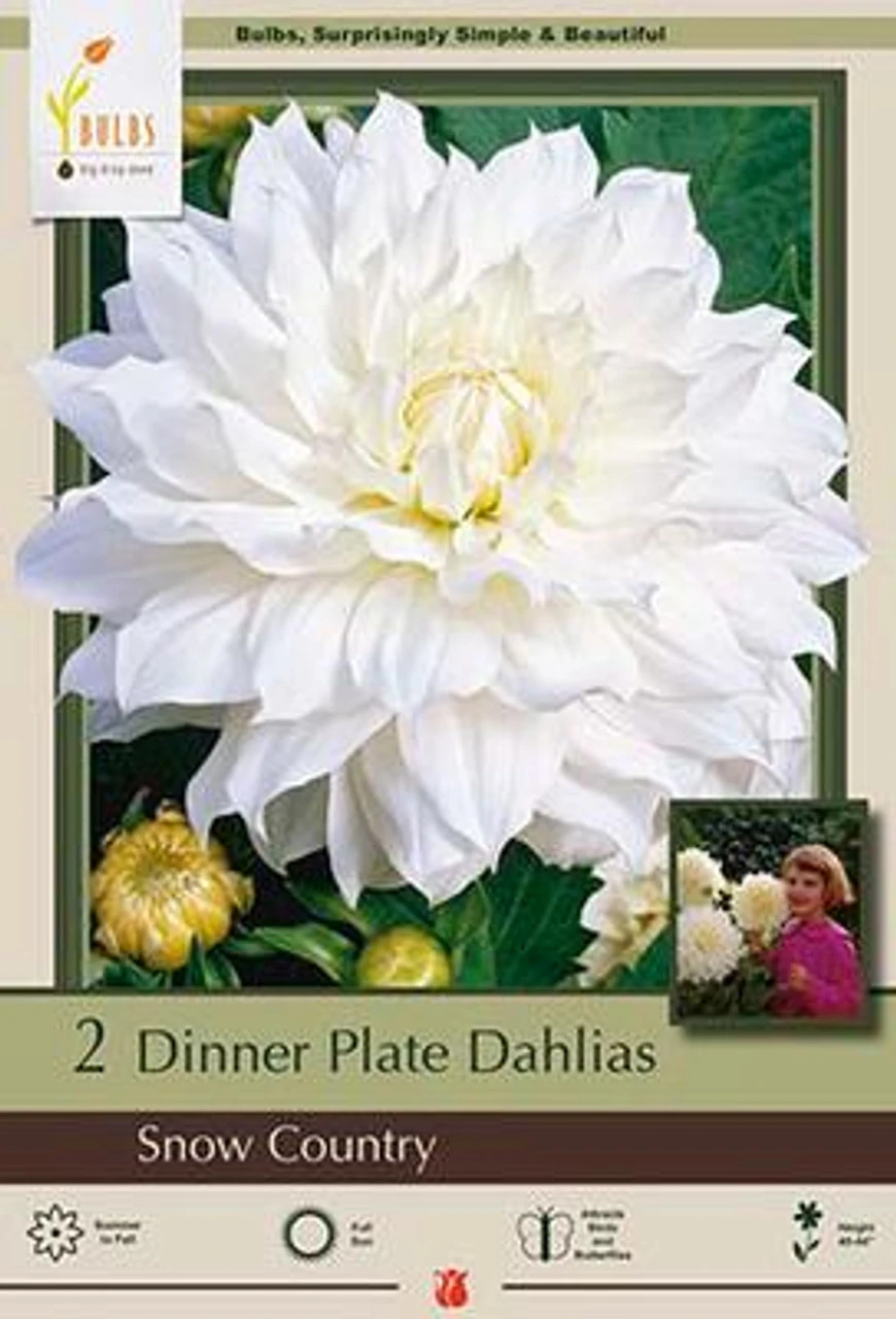 Dinner Plate Dahlia Decorative 'Snow Country', 2ct