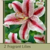 Fragrant Lily Lilium Oriental 'Dizzy', 2ct
