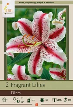 Fragrant Lily Lilium Oriental 'Dizzy', 2ct