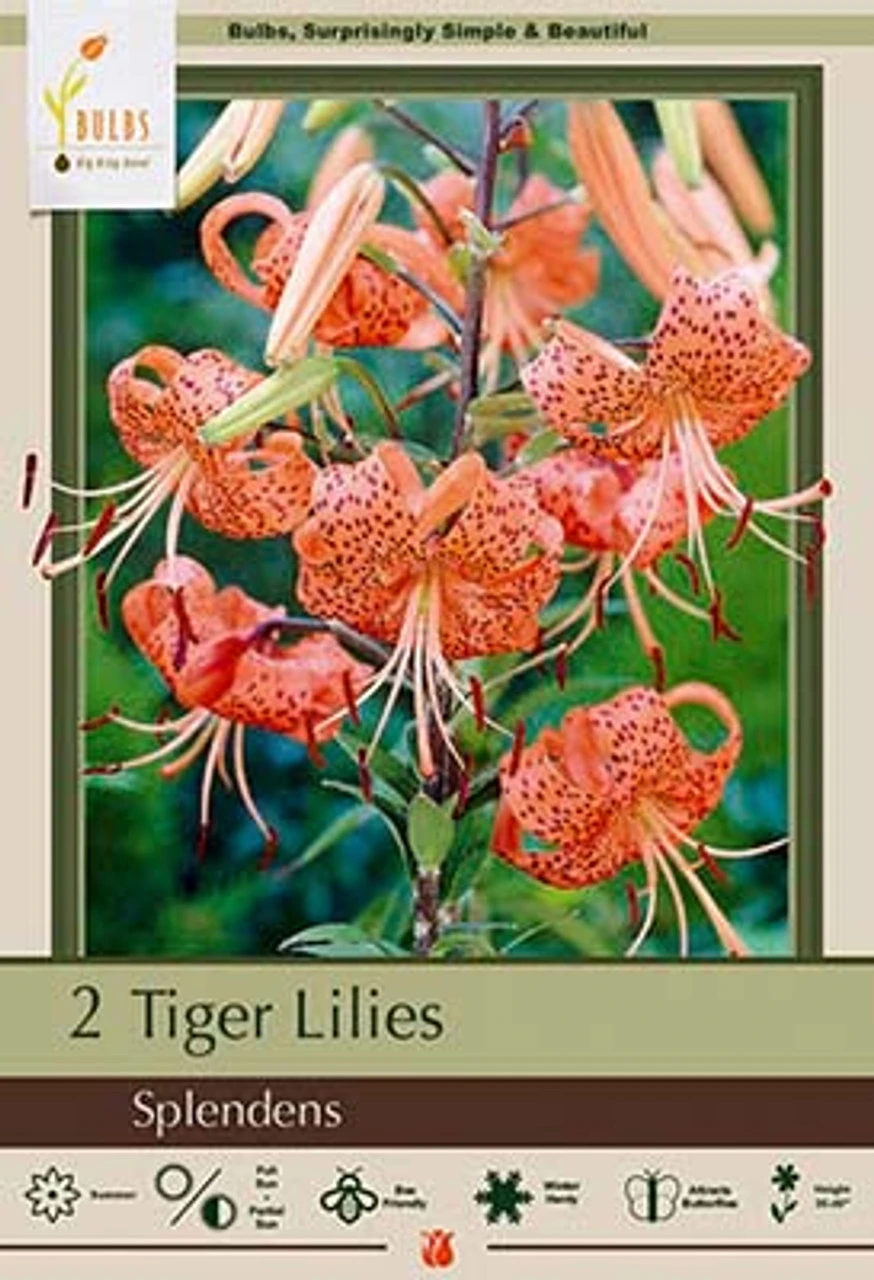 Tiger Lily Tigrinum 'Splendens', 2ct