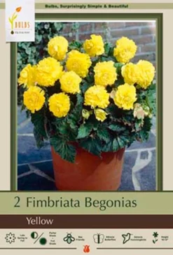 Begonia Fimbriata 'Yellow', 2ct