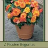 Begonia Picotee 'Yellow', 2ct
