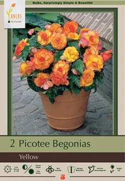 Begonia Picotee 'Yellow', 2ct