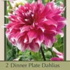 Dinner Plate Dahlia Decorative 'Frost Nip', 2ct