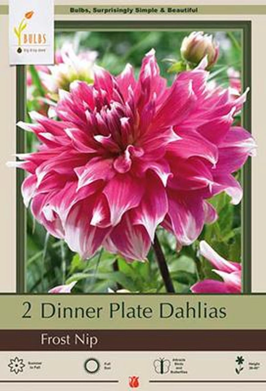 Dinner Plate Dahlia Decorative 'Frost Nip', 2ct