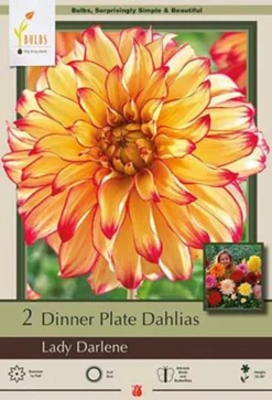 Dinner Plate Dahlia Decorative 'Lady Darlene', 2ct