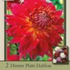 Dinner Plate Dahlia Decorative 'Manhattan Island', 2ct