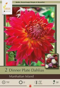 Dinner Plate Dahlia Decorative 'Manhattan Island', 2ct