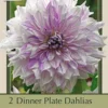Dinner Plate Dahlia Decorative 'Mom's Special', 2ct
