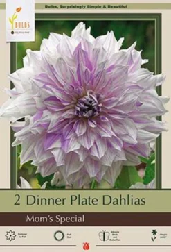 Dinner Plate Dahlia Decorative 'Mom's Special', 2ct