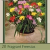 Fragrant Freesia Single Flowering 'Mixture', 15ct