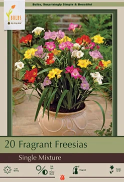 Fragrant Freesia Single Flowering 'Mixture', 15ct