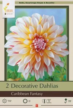 Dahlia Decorative 'Caribbean Fantasy', 2ct