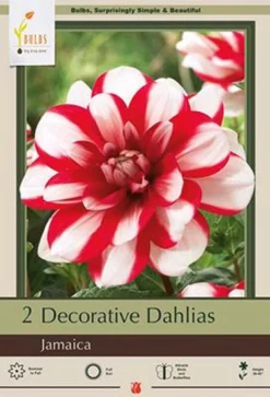 Dahlia Decorative 'Jamaica', 2ct