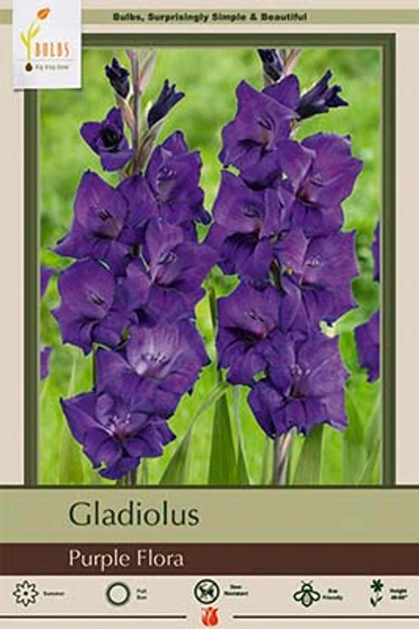 Gladiolus Large Flowering 'Purple Flora', 10ct