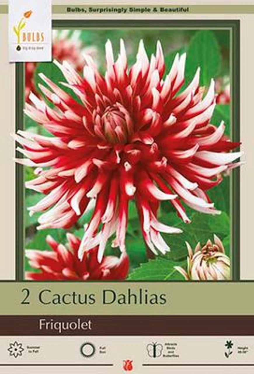 Dahlia Cactus 'Friquolet', 2ct
