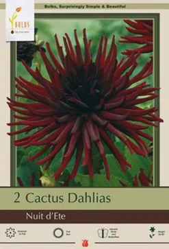 Dahlia Cactus 'Nuit D'Ete', 2ct