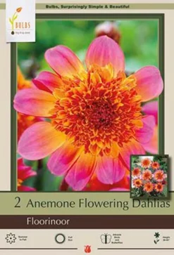 Dahlia Anemone Flowering 'Floorinoor', 2ct