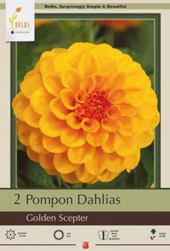 Dahlia Pompon 'Golden Scepter', 2ct