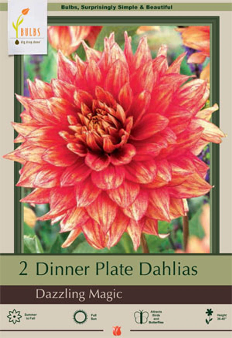 Dinner Plate Dahlia Decorative 'Dazzling Magic', 2ct