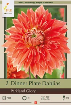 Dinner Plate Dahlia Decorative 'Parkland Glory', 2ct