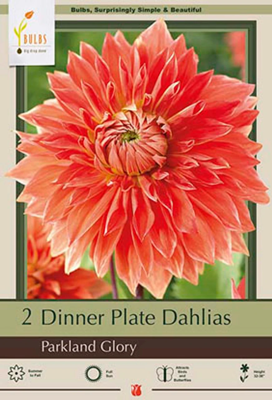 Dinner Plate Dahlia Decorative 'Parkland Glory', 2ct