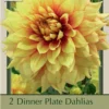 Dinner Plate Dahlia Decorative 'Dazzling Sun', 2ct