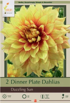 Dinner Plate Dahlia Decorative 'Dazzling Sun', 2ct