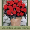 Begonia Multiflora Maxima 'Switserland', 2ct