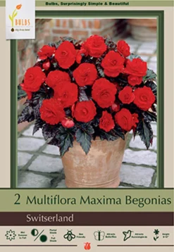 Begonia Multiflora Maxima 'Switserland', 2ct