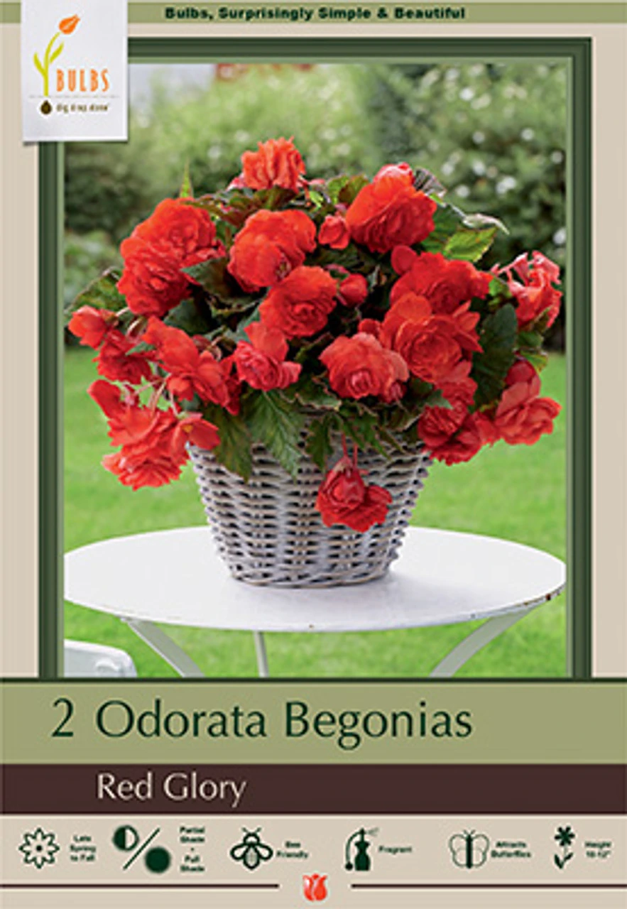 Sweet Begonia Odorata 'Red Glory', 2ct