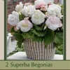 Begonia Superba 'White', 2ct