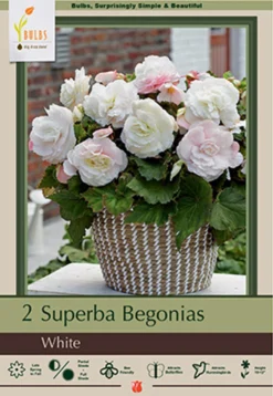 Begonia Superba 'White', 2ct