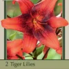 Tiger Lily Tigrinum 'Strawberry Event', 2ct
