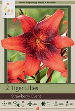 Tiger Lily Tigrinum 'Strawberry Event', 2ct