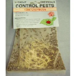 Live Ladybugs, 1500 Ct