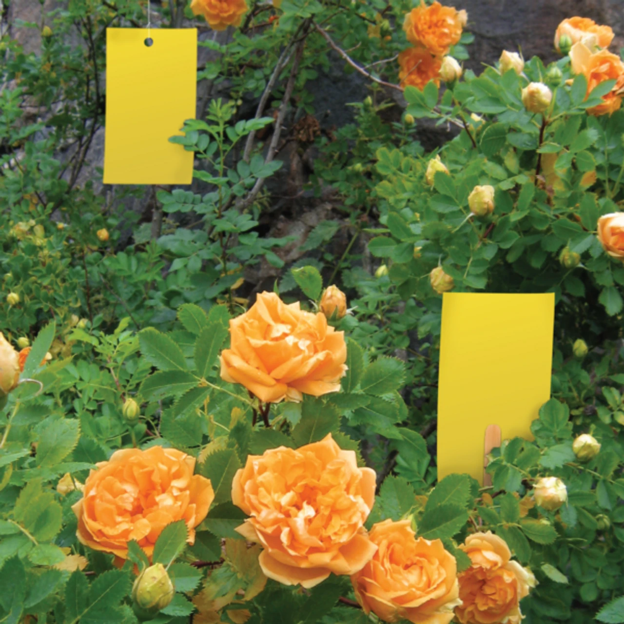 BioCare Aphid And Whitefly Trap, 4 Pack - Billede 3