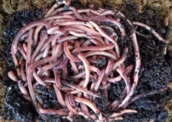 European Nightcrawlers