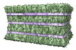 Standlee Orchard Grass, 40lbs