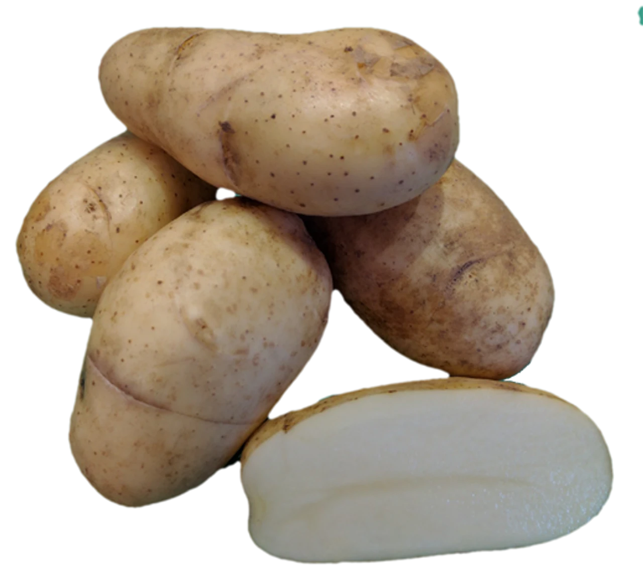 Shepody Seed Potato, 1lb